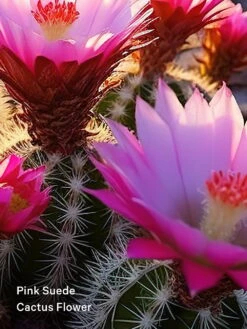 Cowgirl Fragrance Mist -Sexy Underwear Shop 112564263232 alt